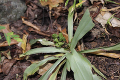 Chlorophytum heynei